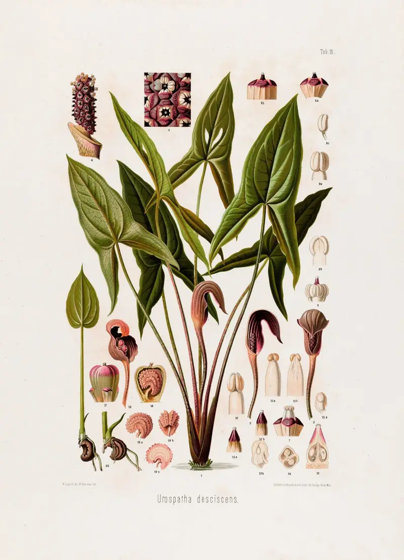 Aroideae Maximilianae Pl.16, Heinrich Wilhelm Schott