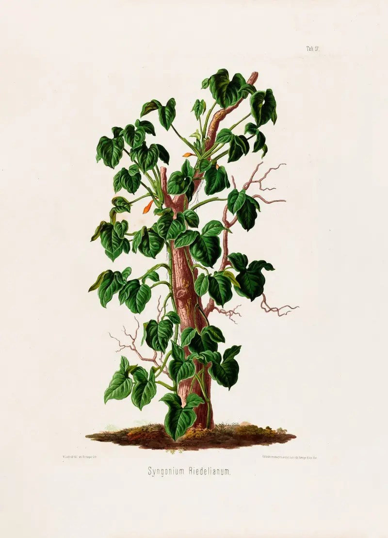 Aroideae Maximilianae Taf. 17 von Heinrich Wilhelm Schott