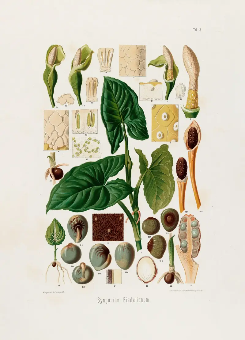 Aroideae Maximilianae Pl. 18, Heinrich Wilhelm Schott
