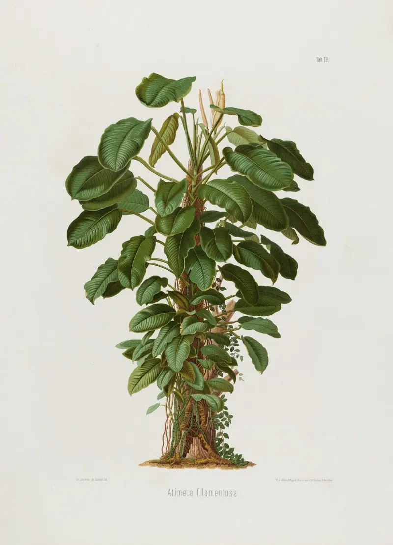 Aroideae Maximilianae Taf. 19 von Heinrich Wilhelm Schott