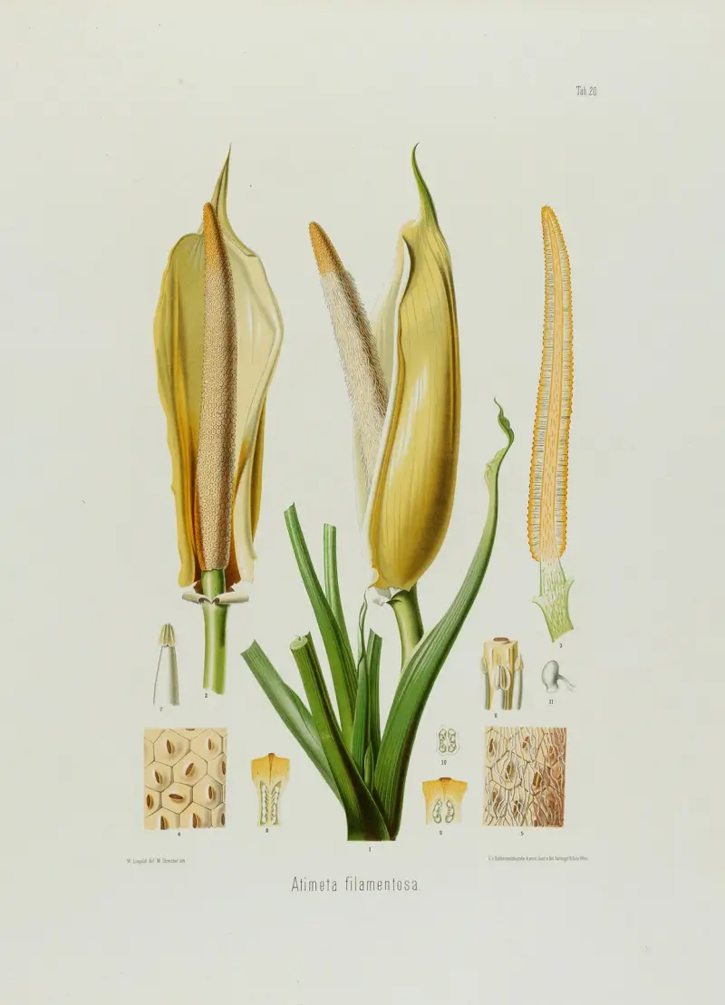 Aroideae Maximilianae Taf. 20 von Heinrich Wilhelm Schott