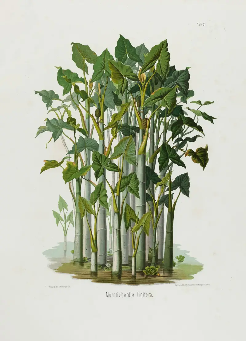 Aroideae Maximilianae Pl.21, Heinrich Wilhelm Schott