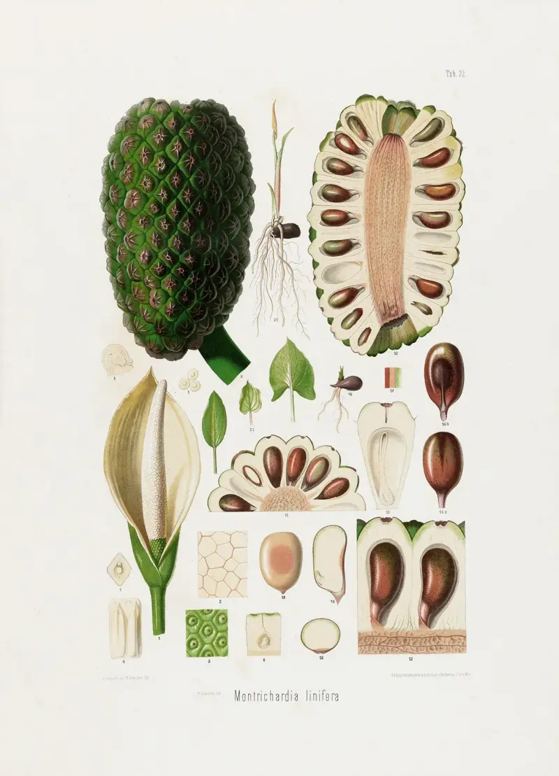 Aroideae Maximilianae Pl. 22 von Heinrich Wilhelm Schott