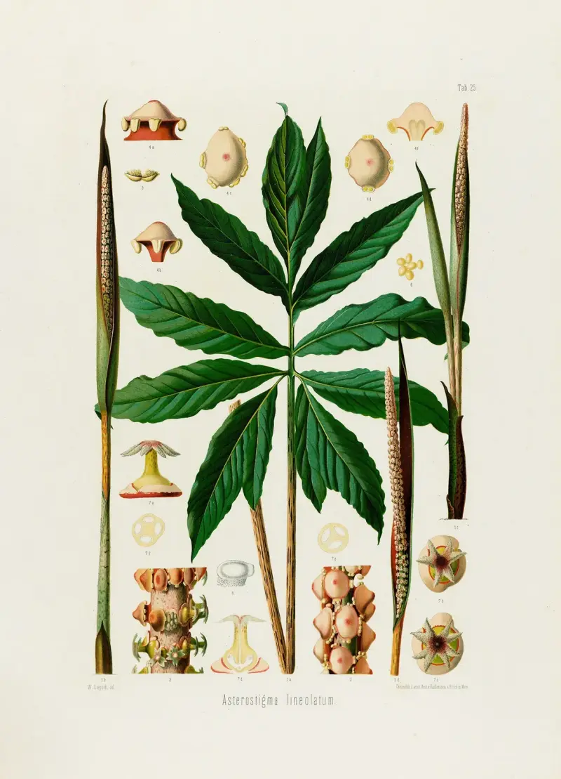Aroideae Maximilianae Pl. 25, Heinrich Wilhelm Schott