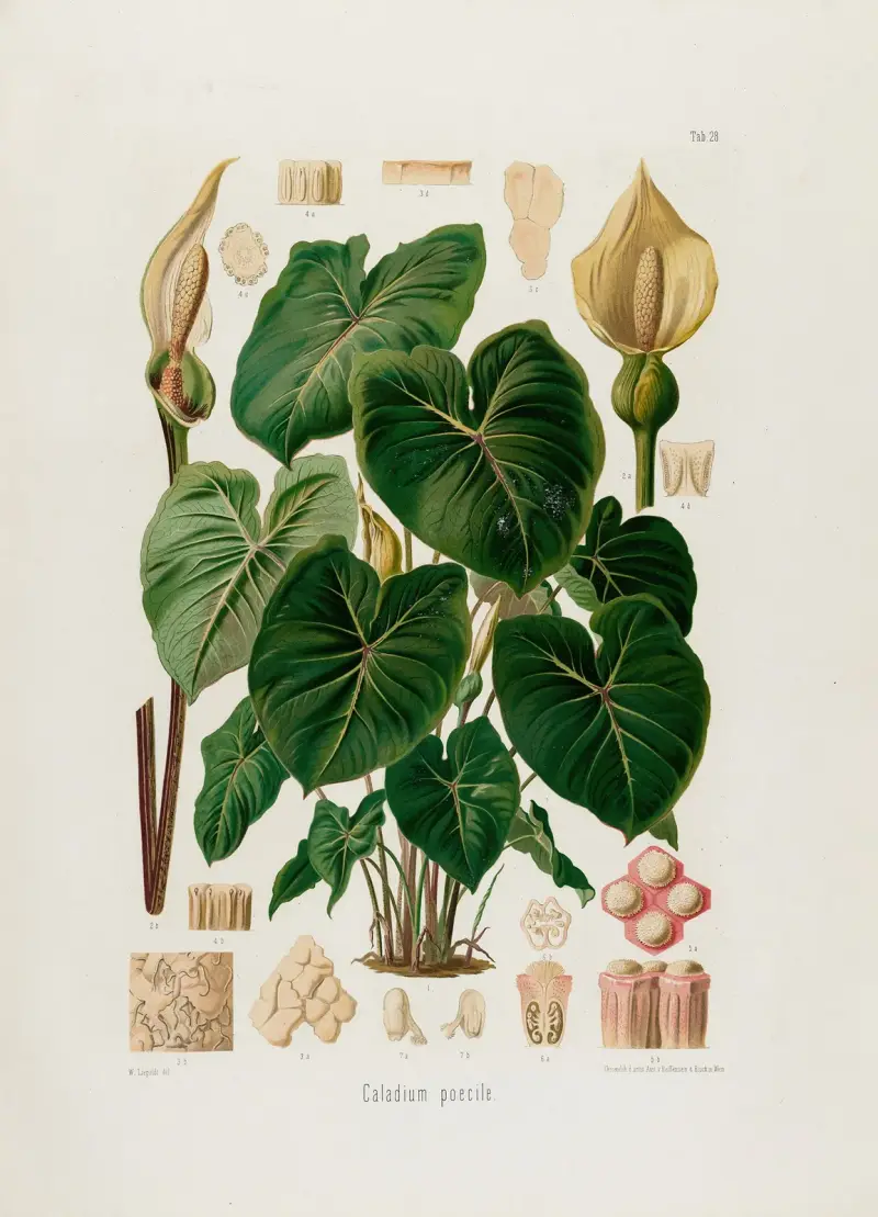 Aroideae Maximilianae Pl.28, Heinrich Wilhelm Schott