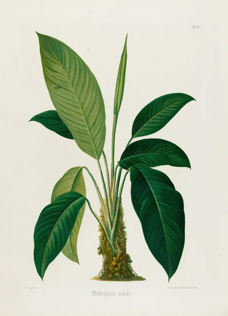 Aroideae Maximilianae Pl. 29, Heinrich Wilhelm Schott