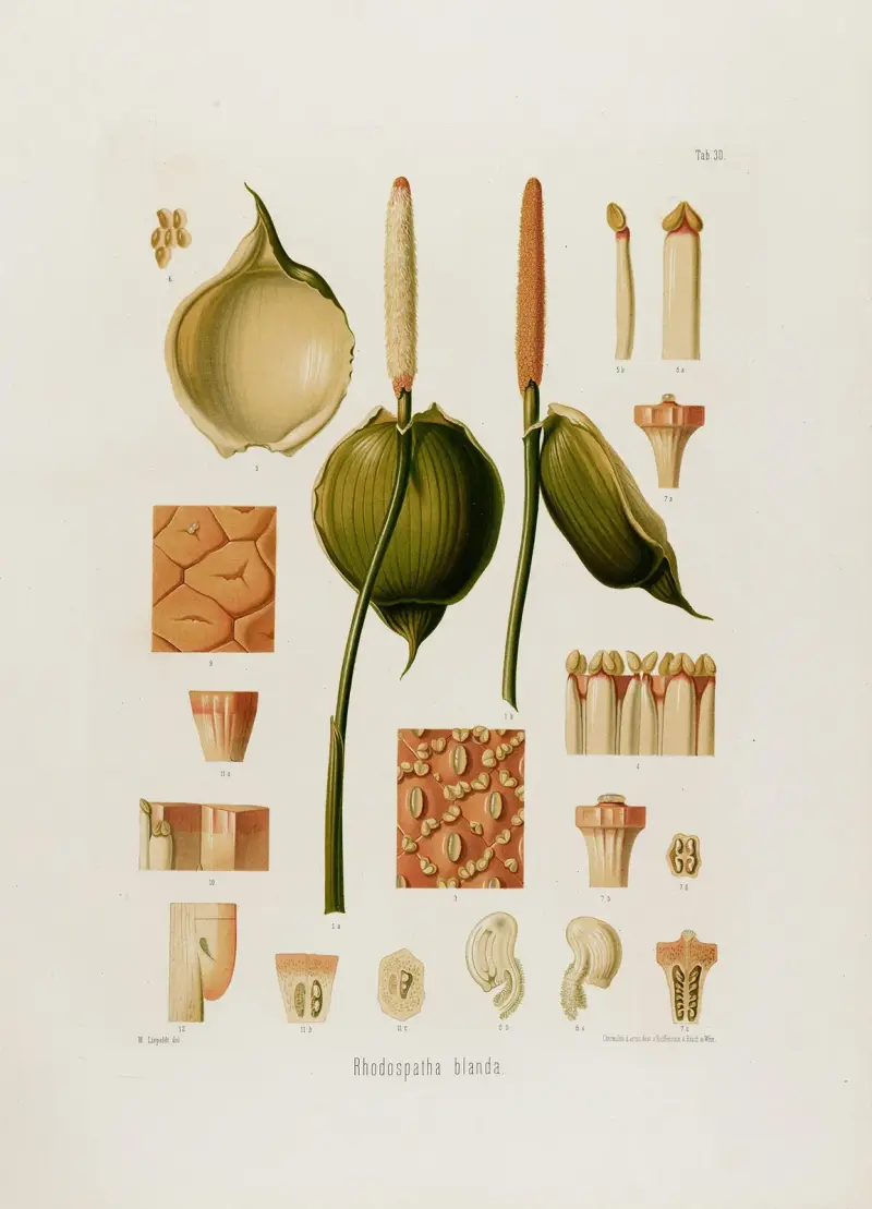 Aroideae Maximilianae Pl. 30, Heinrich Wilhelm Schott