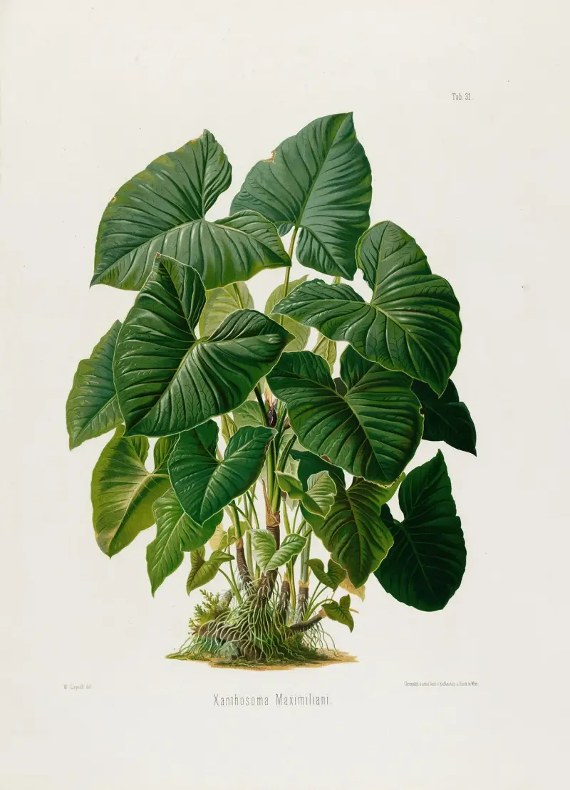 Aroideae Maximilianae Pl. 31 von Heinrich Wilhelm Schott