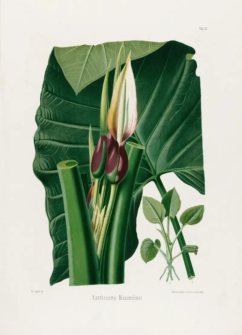 Aroideae Maximilianae Taf. 32 von Heinrich Wilhelm Schott