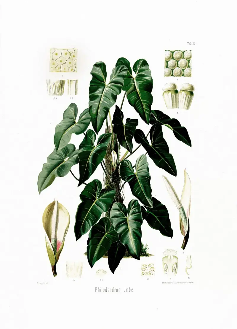 Aroideae Maximilianae Pl.34, Heinrich Wilhelm Schott