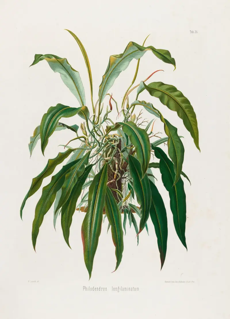 Aroideae Maximilianae Taf. 35 von Heinrich Wilhelm Schott