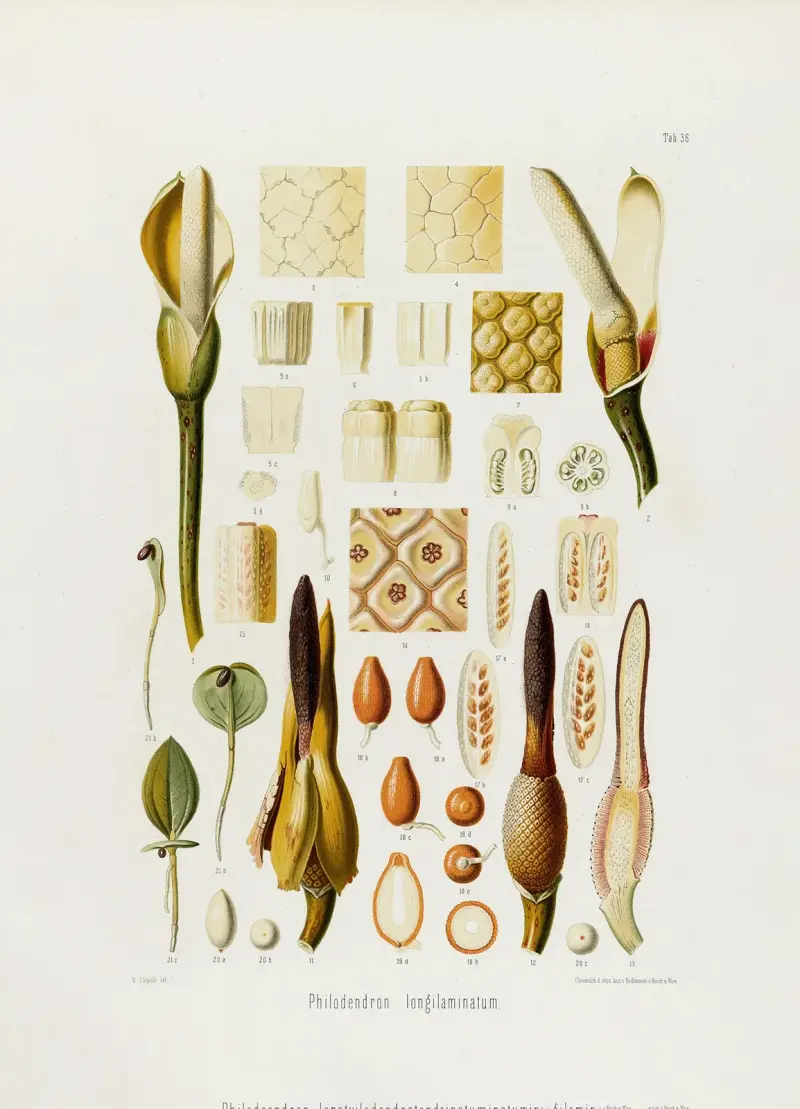 Aroideae Maximilianae Pl. 36, Heinrich Wilhelm Schott