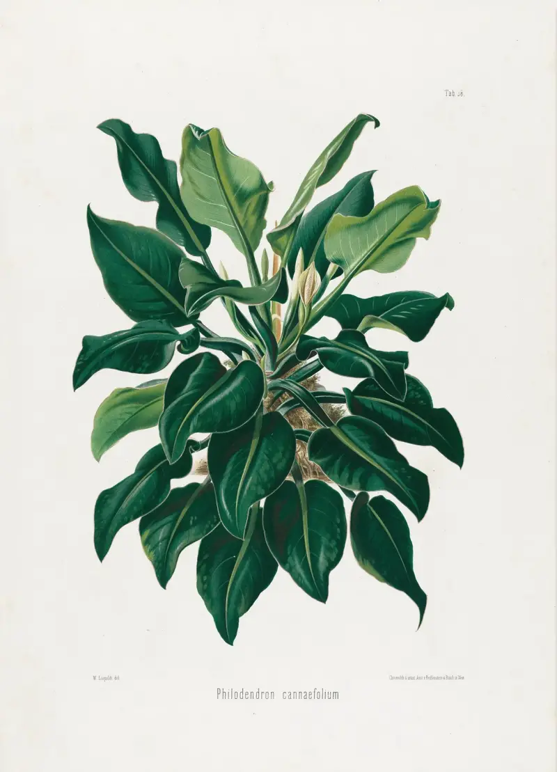 Aroideae Maximilianae Pl. 38 von Heinrich Wilhelm Schott