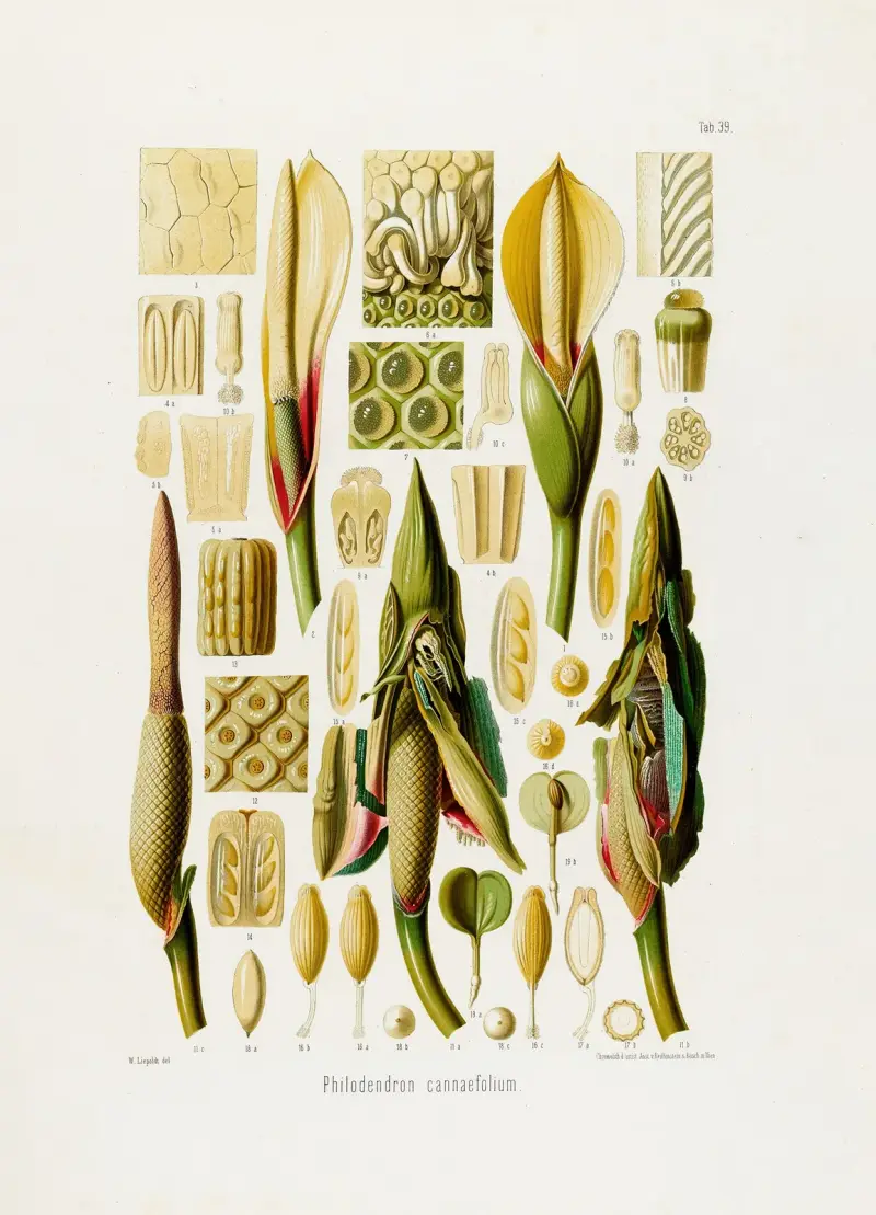 Aroideae Maximilianae Pl. 39, Heinrich Wilhelm Schott