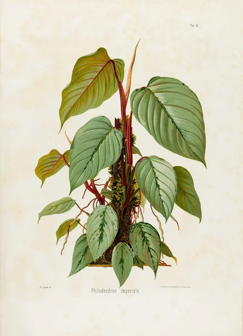 Aroideae Maximilianae, tab. 40, Heinrich Wilhelm Schott