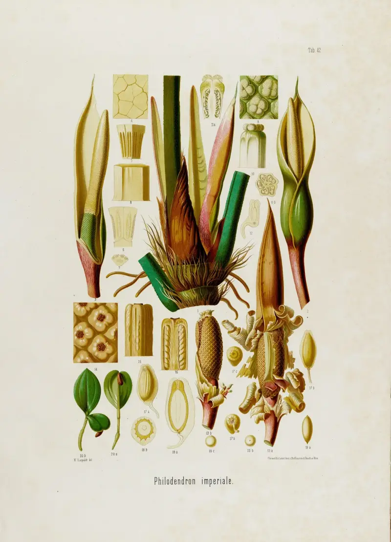 Aroideae Maximilianae Pl. 42 von Heinrich Wilhelm Schott