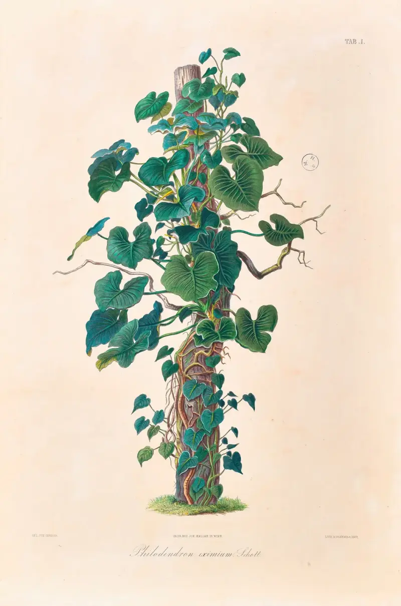Icones Aroidearum Pl.01 av Heinrich Wilhelm Schott