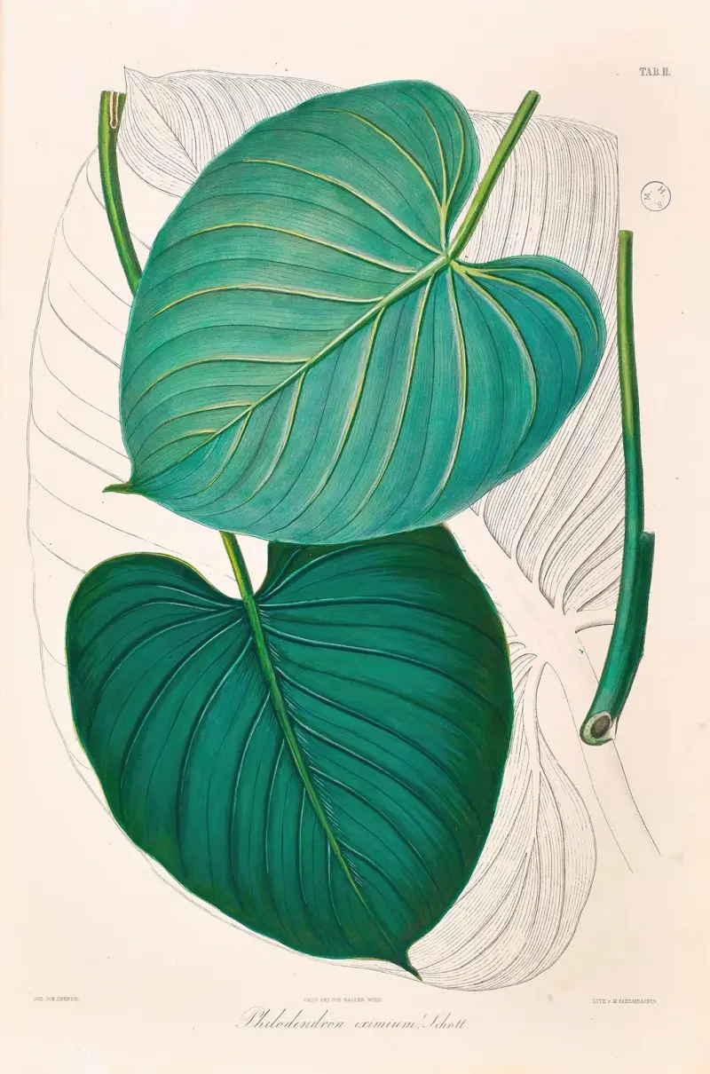 Icones Aroidearum Pl.02 av Heinrich Wilhelm Schott