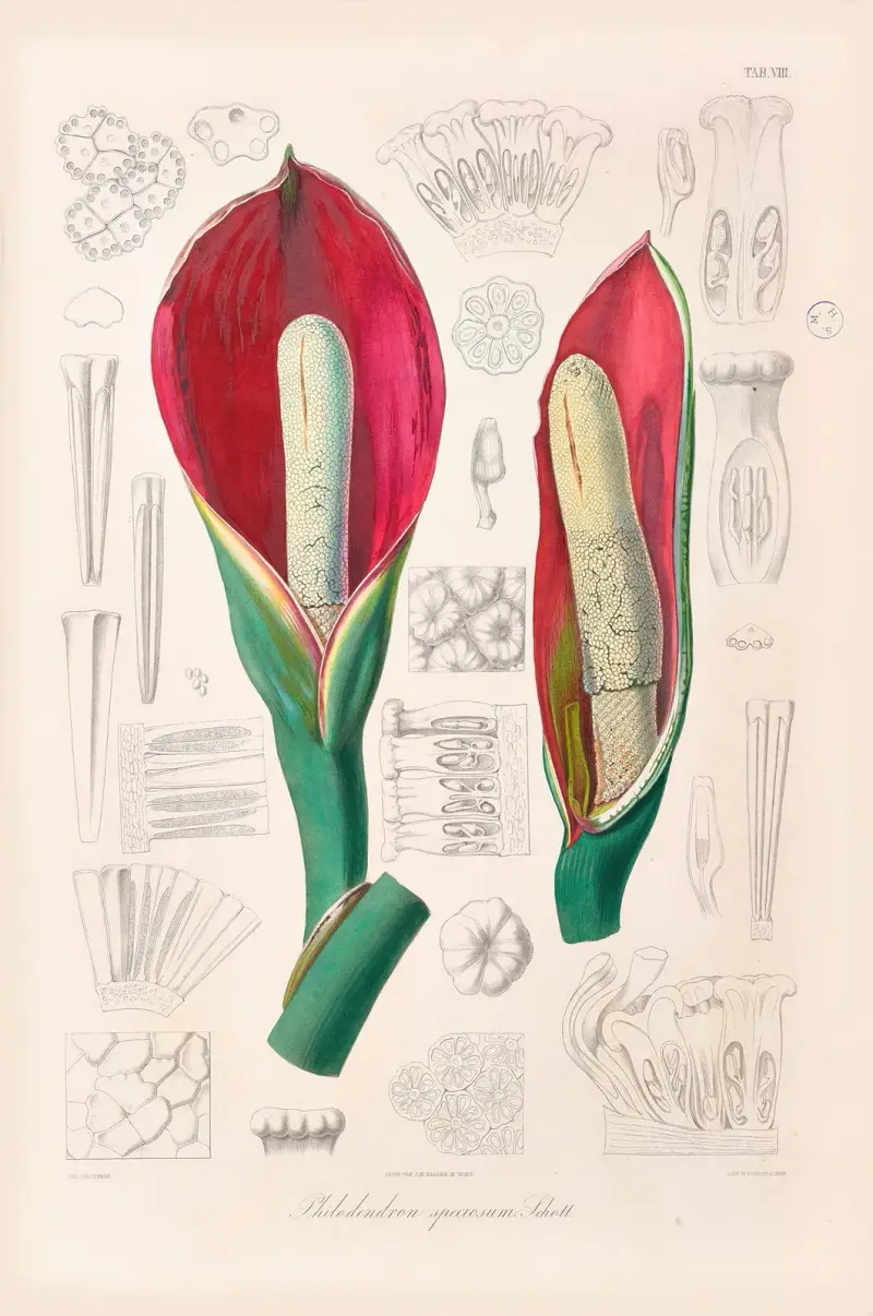 Icones Aroidearum Pl.08 av Heinrich Wilhelm Schott