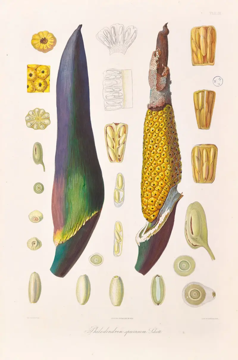 Icones Aroidearum Pl.09 av Heinrich Wilhelm Schott