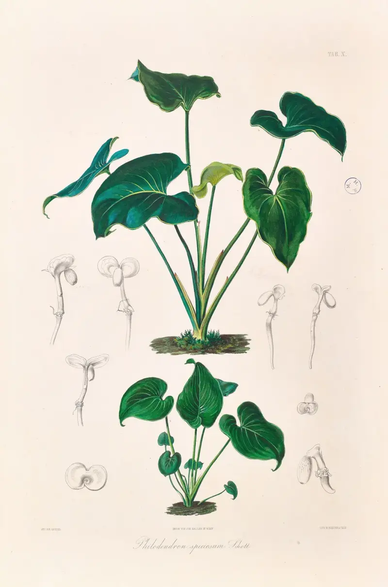 Icones Aroidearum Pl.10 av Heinrich Wilhelm Schott