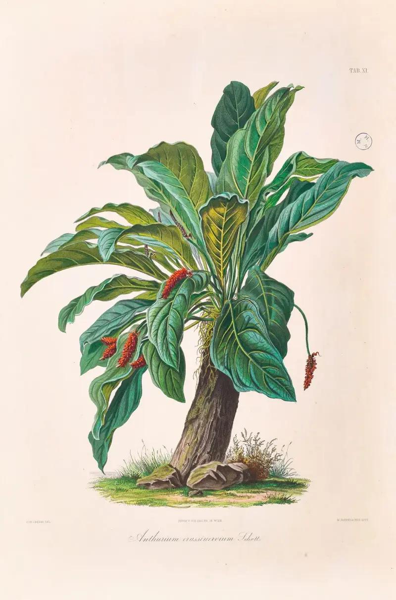 Icones Aroidearum Pl.11 av Heinrich Wilhelm Schott