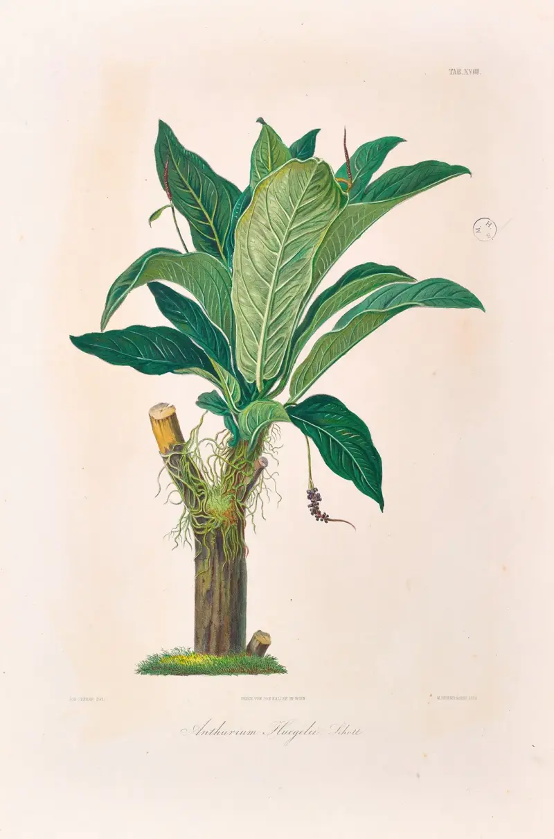 Icones Aroidearum Pl.18 av Heinrich Wilhelm Schott