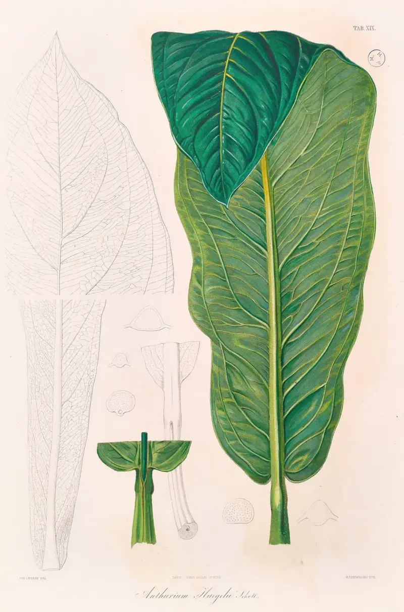Icones Aroidearum Pl.19 av Heinrich Wilhelm Schott