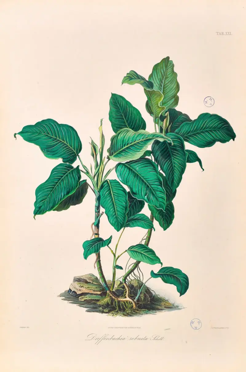 Icones Aroidearum Pl.21 av Heinrich Wilhelm Schott
