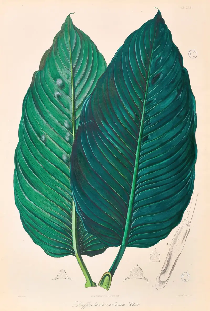 Icones Aroidearum Pl.22 av Heinrich Wilhelm Schott