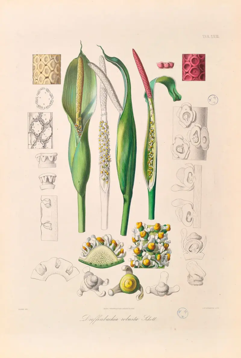 Icones Aroidearum pl. 23 av Heinrich Wilhelm Schott