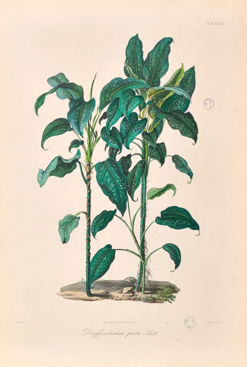 Icones Aroidearum Pl.24 av Heinrich Wilhelm Schott