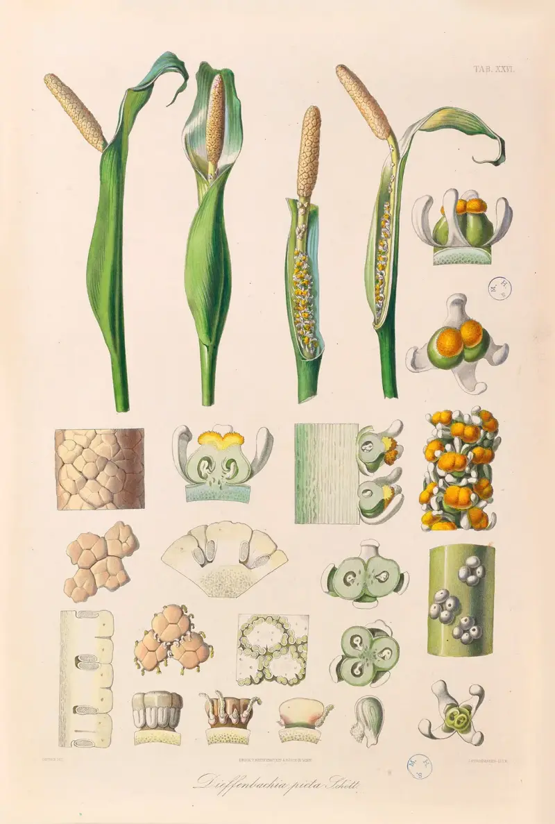 Icones Aroidearum Pl.26 av Heinrich Wilhelm Schott
