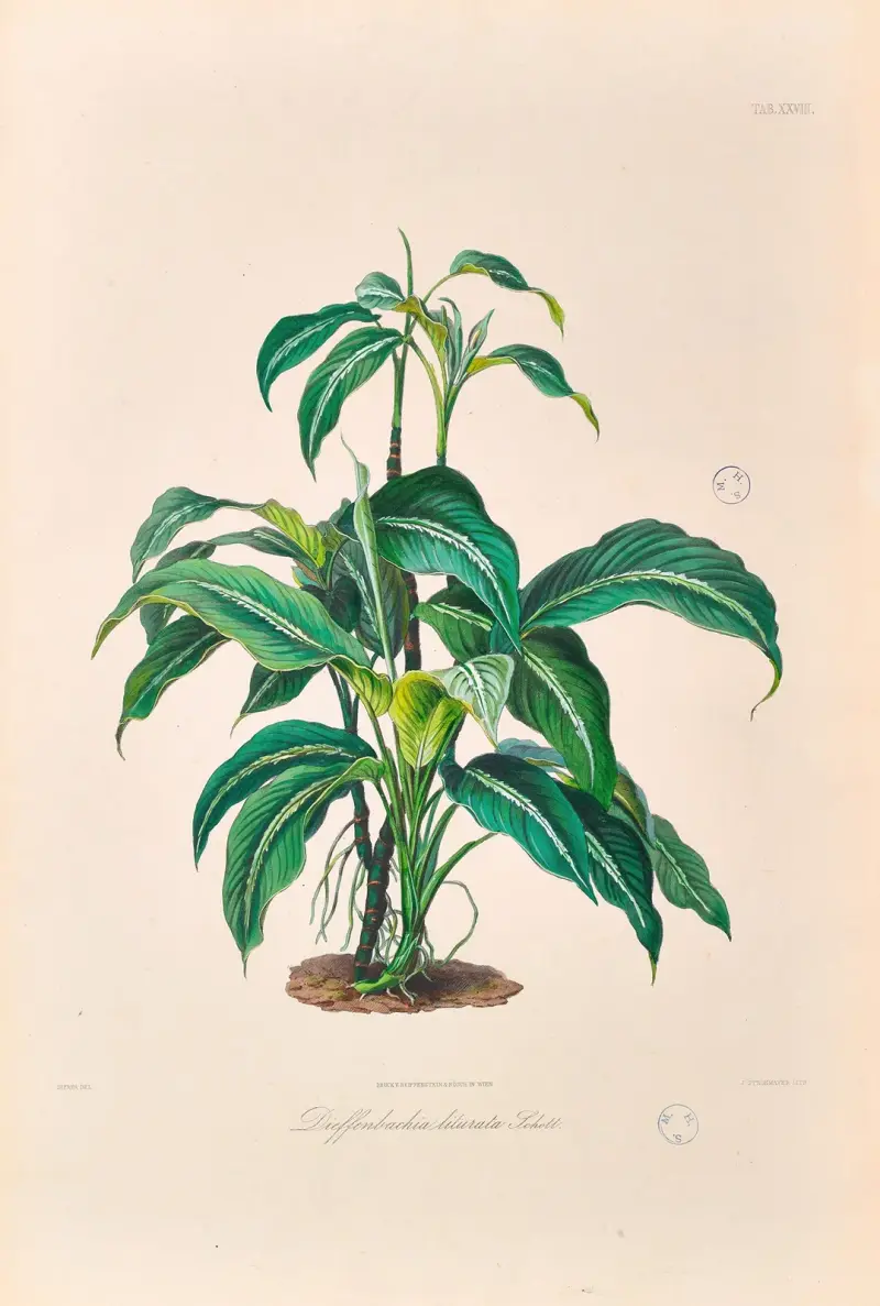 Icones Aroidearum Pl.28 av Heinrich Wilhelm Schott