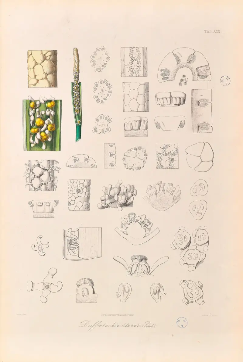 Icones Aroidearum Pl.30 av Heinrich Wilhelm Schott