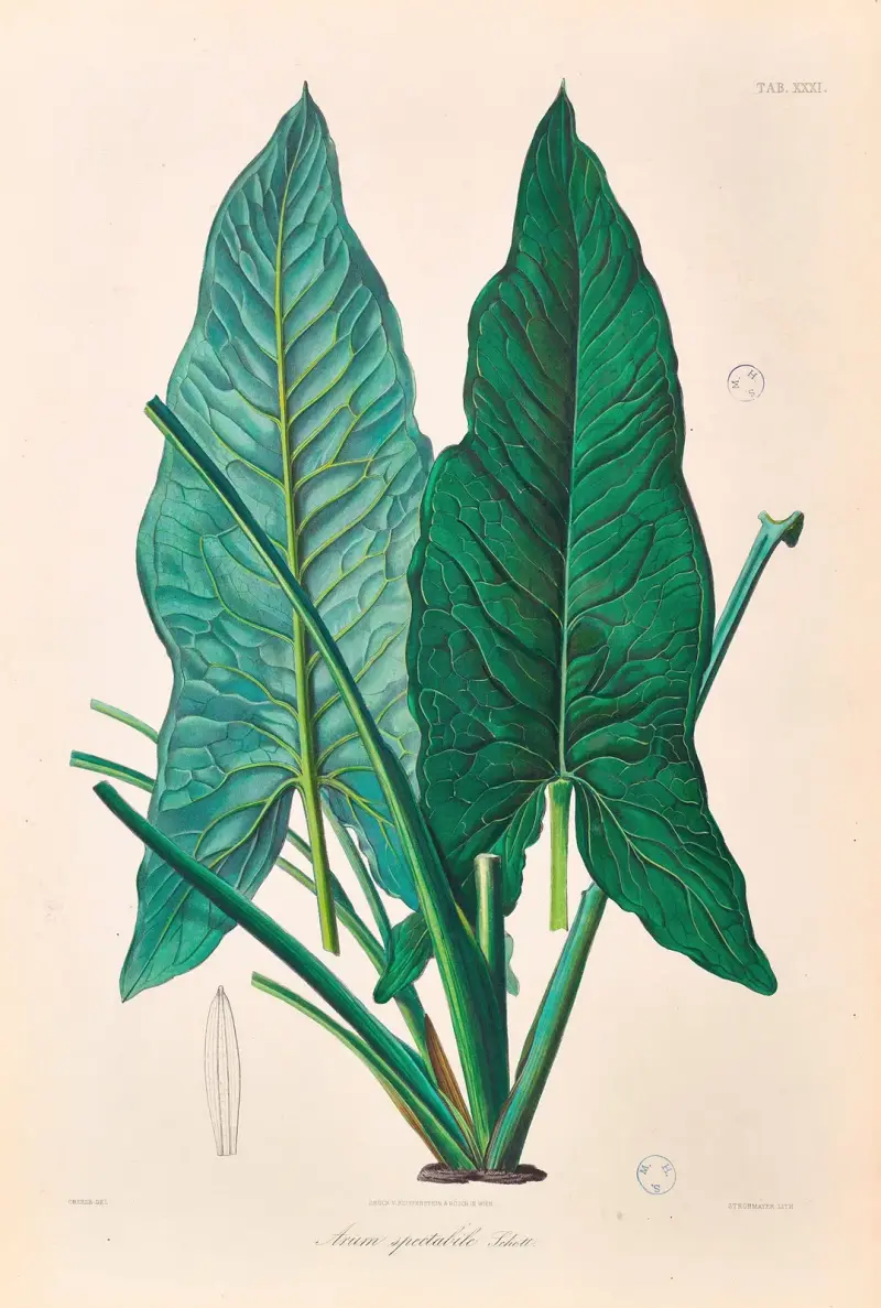 Icones Aroidearum Pl.31 av Heinrich Wilhelm Schott
