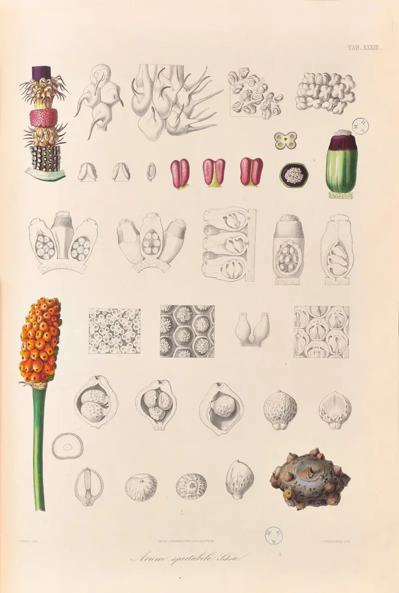 Icones Aroidearum Pl.33 av Heinrich Wilhelm Schott