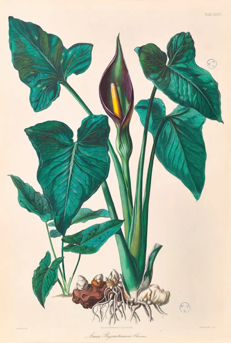 Icones Aroidearum Pl.34 av Heinrich Wilhelm Schott