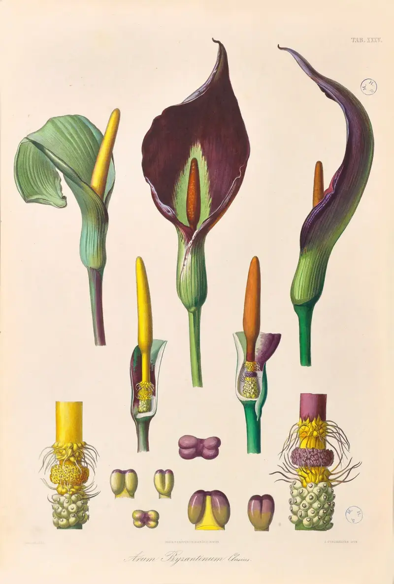 Icones Aroidearum Pl.35 av Heinrich Wilhelm Schott