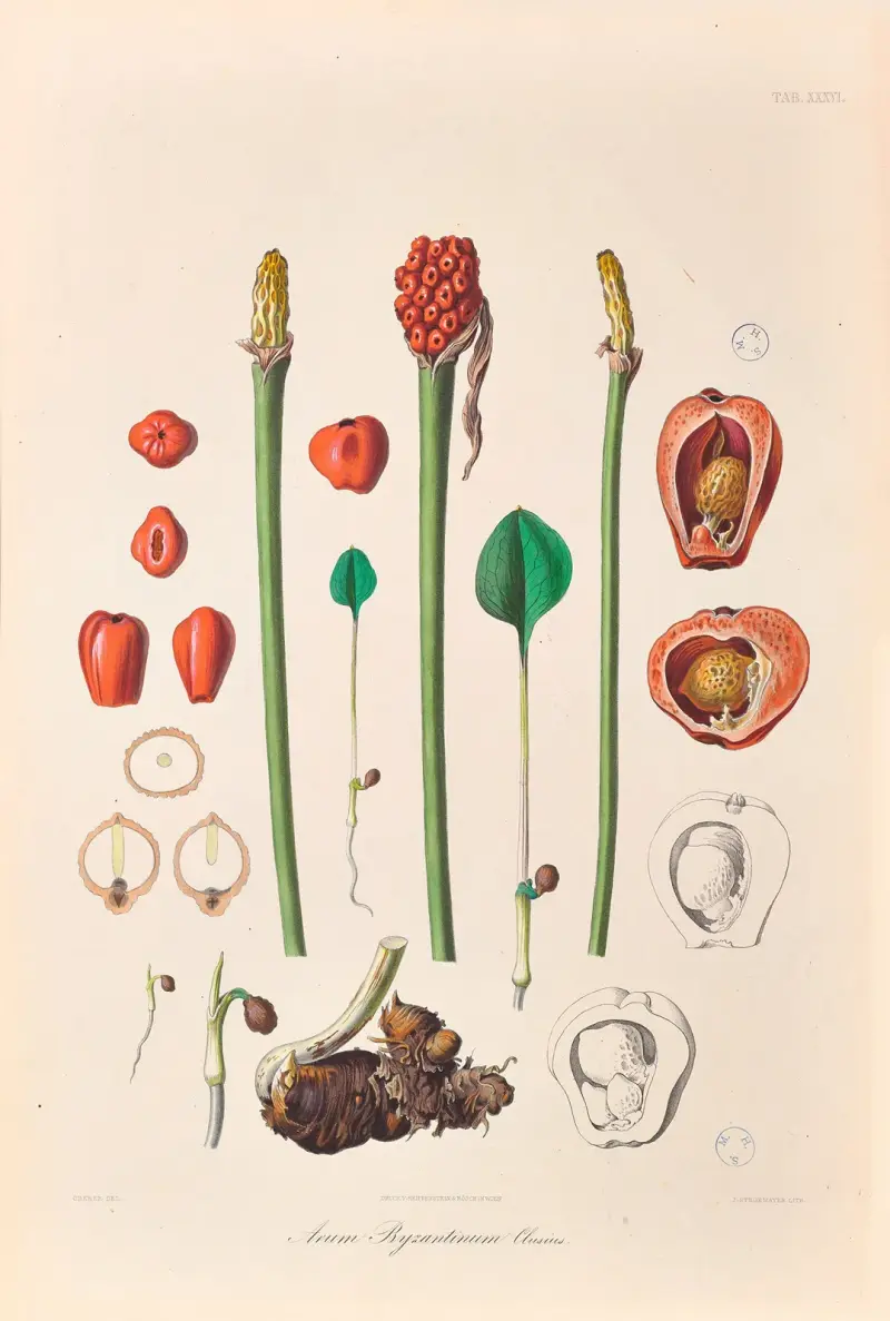 Icones Aroidearum Pl.36 av Heinrich Wilhelm Schott