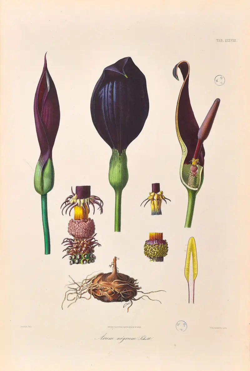 Icones Aroidearum Pl.38 av Heinrich Wilhelm Schott