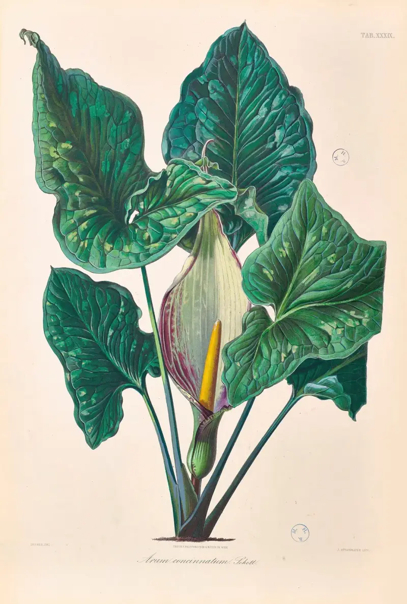 Icones Aroidearum Pl. 39 von Heinrich Wilhelm Schott