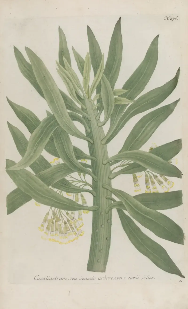 Phytanthoza iconographia Pl.001 av Johann Wilhelm Weinmann