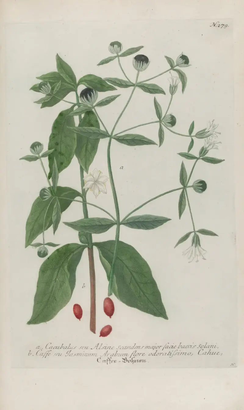 Phytanthoza iconographia Pl.004 av Johann Wilhelm Weinmann