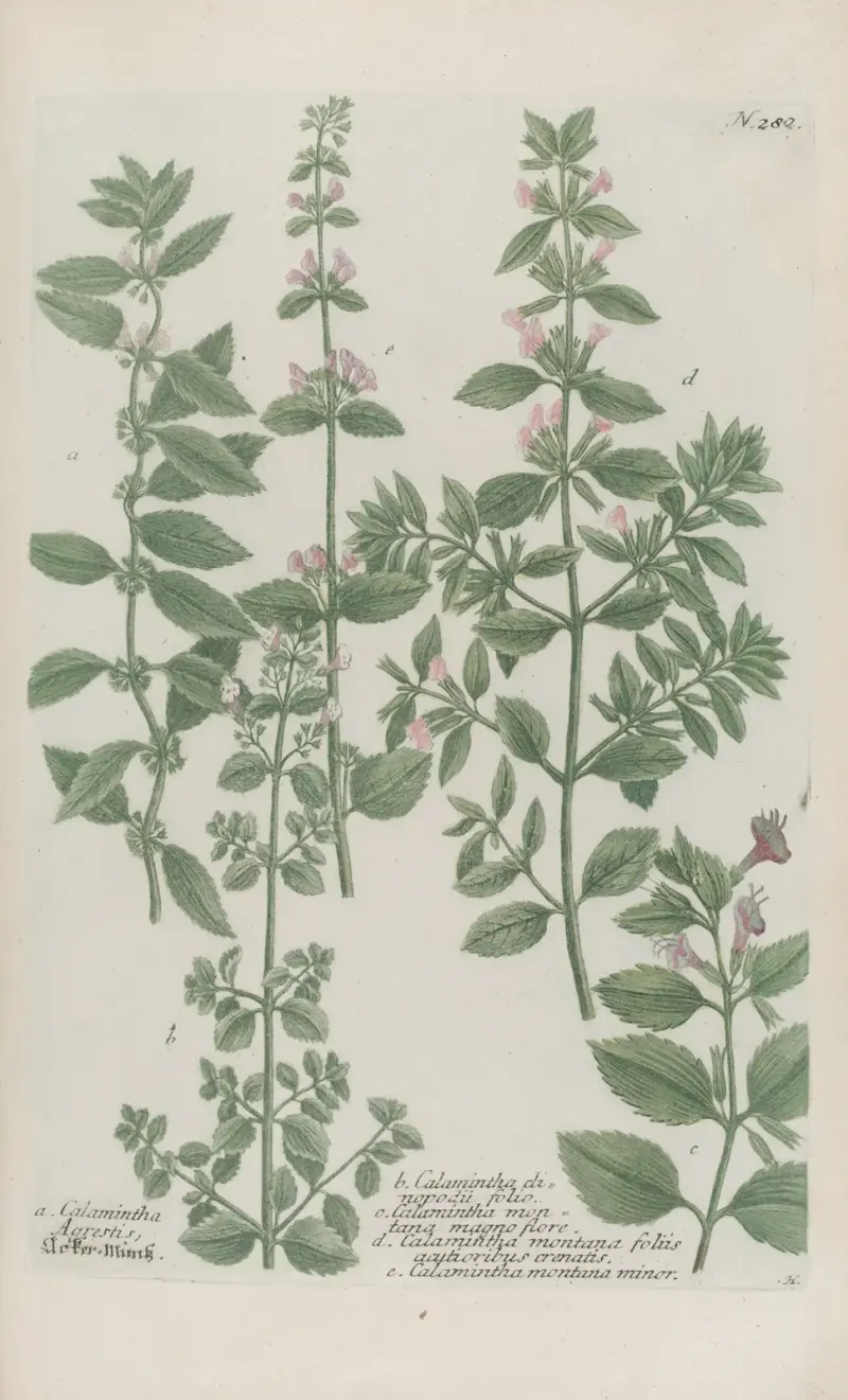 Phytanthoza iconographia Pl.005 av Johann Wilhelm Weinmann