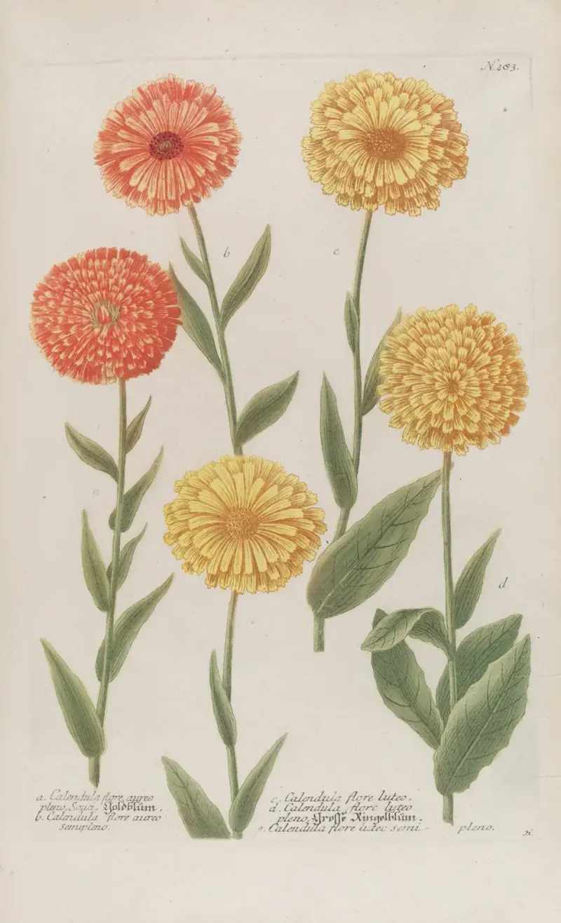 Phytanthoza iconographia Pl.006 av Johann Wilhelm Weinmann