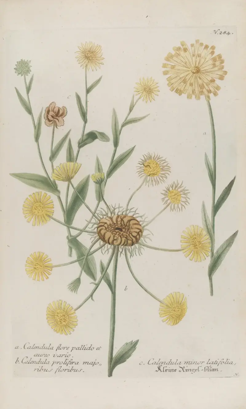 Phytanthoza iconographia Pl.007 av Johann Wilhelm Weinmann