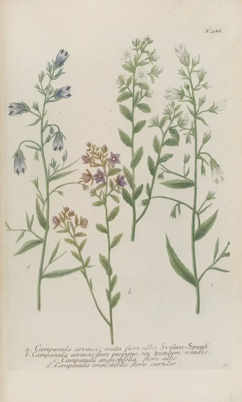 Phytanthoza iconographia Pl.009 av Johann Wilhelm Weinmann