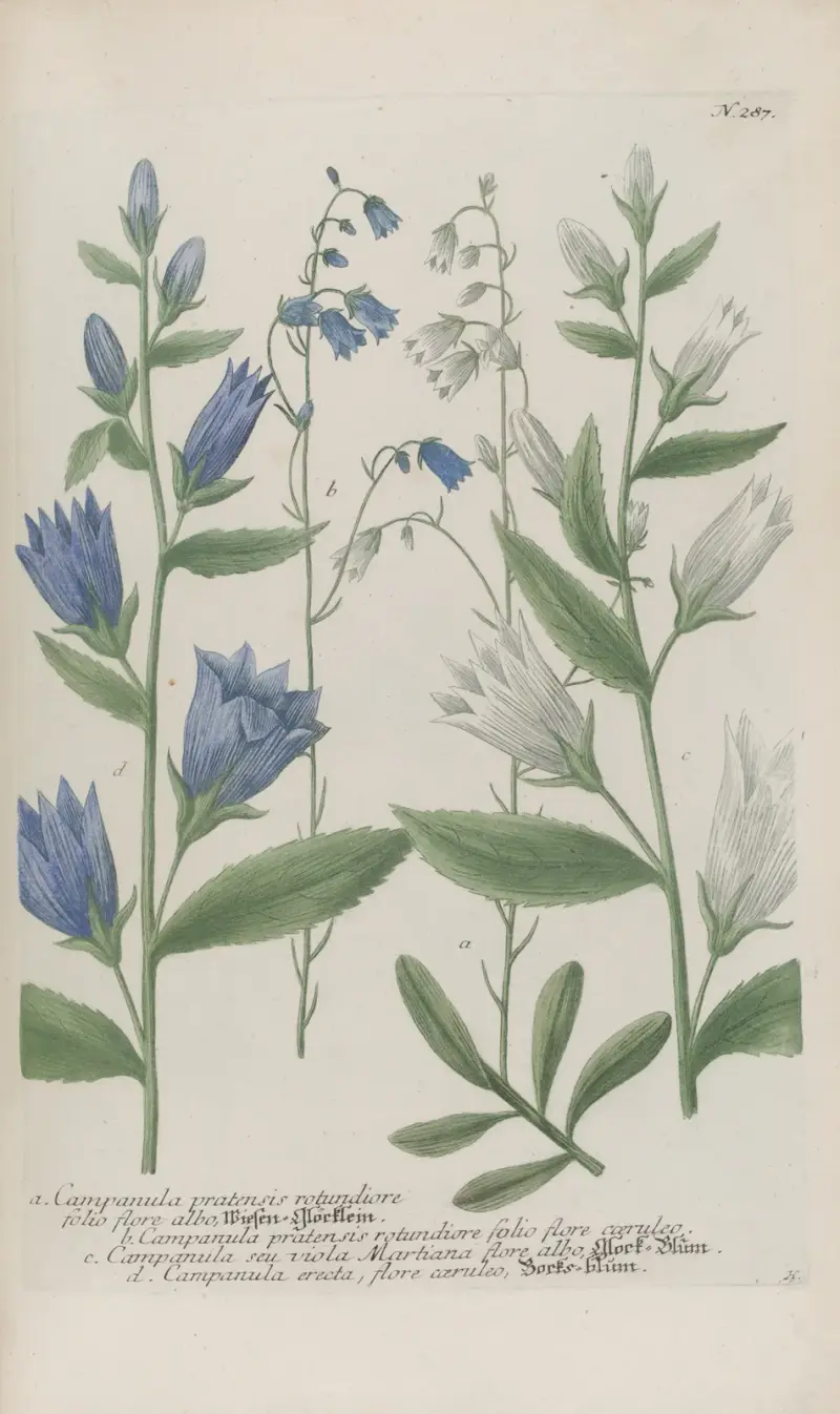 Phytanthoza iconographia Pl.010 av Johann Wilhelm Weinmann