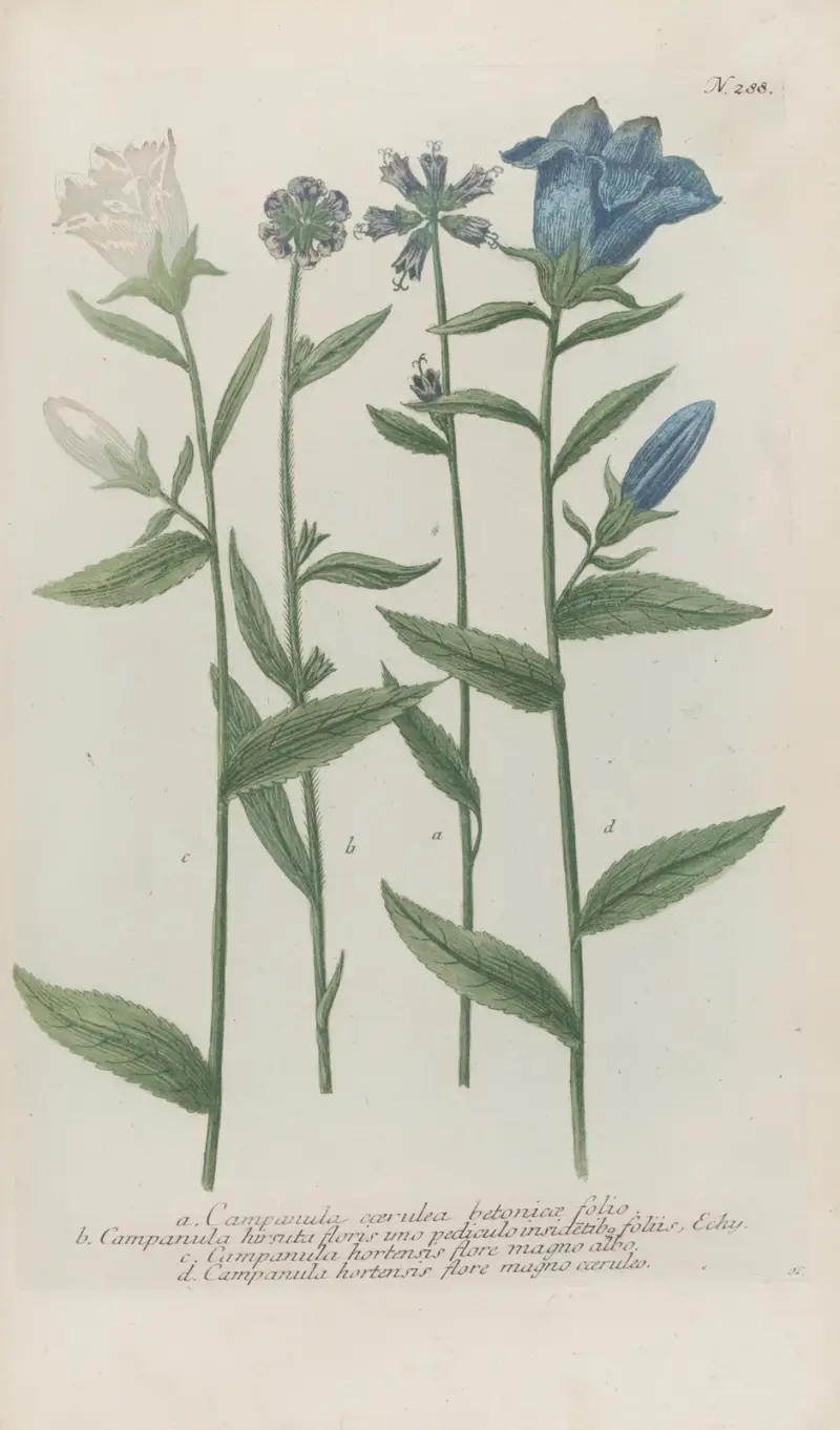 Phytanthoza iconographia Pl.011 av Johann Wilhelm Weinmann